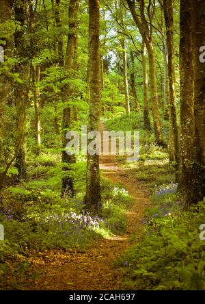 Sentier forestier à pied à travers des cloches et des arbres, Knockbarron Woods, Offaly, Irlande. Banque D'Images