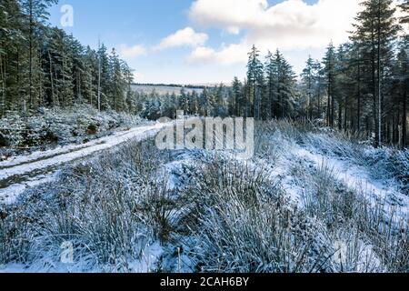 Piste de montagne enneigée à travers la forêt vers une montagne. Banque D'Images