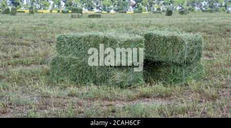 Des balles carrées de foin de luzerne pour les bovins sont en place sur le terrain. Banque D'Images