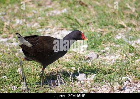 Adulte de la maorque commune (Gallinula chloropus), également connu sous le nom de poule-eau ou de poulet marécageux. Manerba, Lac de Garda, Italie. Banque D'Images