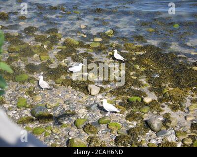 Mouettes à la recherche de crabes sur la baie Banque D'Images