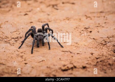 Araignée marchant sur la route de terre Banque D'Images