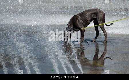 Munich, Allemagne. 07e août 2020. Un chien boit de l'eau dans un puits de Stachus. Credit: Sven Hoppe/dpa/Alay Live News Banque D'Images