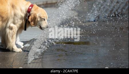 Munich, Allemagne. 07e août 2020. Un chien boit de l'eau dans un puits de Stachus. Credit: Sven Hoppe/dpa/Alay Live News Banque D'Images