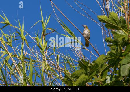 Oriolus oriolus, jeune Oriole dorée Perching dans la Cane Banque D'Images