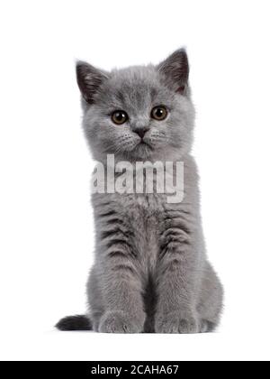 Mignon bleu Britannique Shorthair chaton, assis face à la vue. Regarder la caméra avec des yeux ronds bruns. Isolé sur fond blanc. Banque D'Images