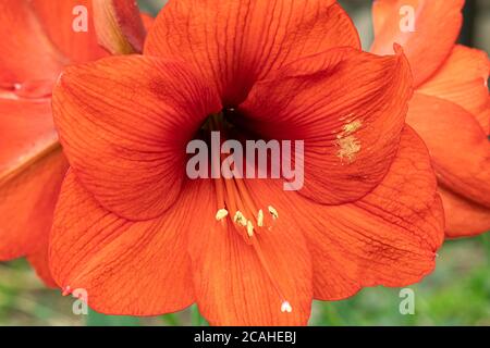 Amaryllis Red Pearl (Hippeastrum) en gros plan en fleur. Banque D'Images