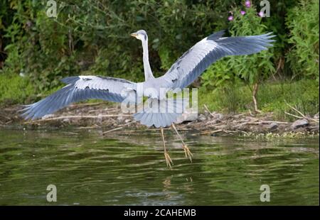 Héron cendré (Ardea cinerea) Banque D'Images