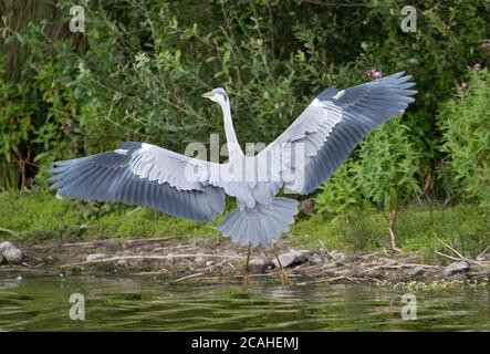 Héron cendré (Ardea cinerea) Banque D'Images