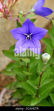 Une fleur bleue en forme d'étoile d'une fleur de ballon. Banque D'Images