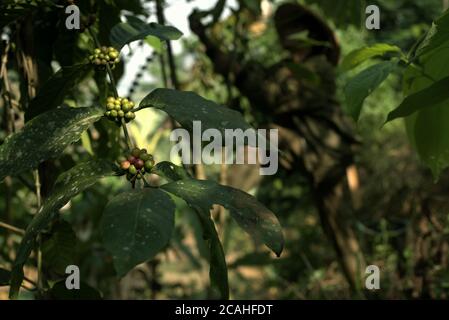 Des cerises de café Robusta dans une ferme à flanc de colline dans le village de Ciputri, Cianjur regency, West Java, Indonésie. Banque D'Images