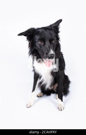 Portrait sur toute la longueur d'un chien collie à bordure lamée isolé sur blanc avec espace de copie. Banque D'Images