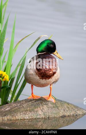 Canard colvert, Anas platyrhynchos. vertical portrait d'un mâle adulte en plumage nuptial se reposant sur une branche au bord du lac. Banque D'Images