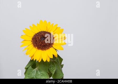 Beau tournesol brésilien Banque D'Images