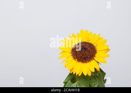 Beau tournesol brésilien Banque D'Images