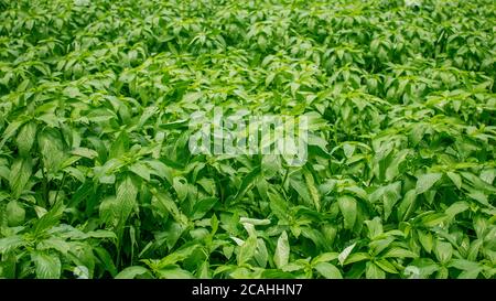 Petits arbres de jute dans le champ le jute était autrefois connu comme la fibre dorée du Bangladesh. Les feuilles de jute vertes créent un magnifique fond. Banque D'Images