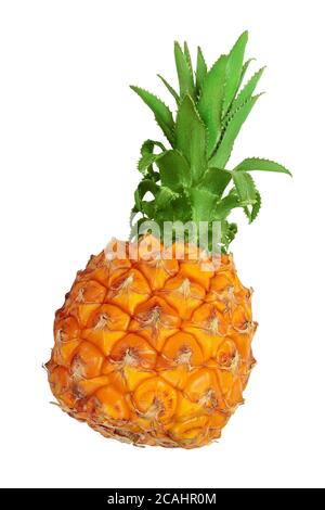 ananas isolé sur fond blanc avec chemin de découpe et pleine profondeur de champ. Vue de dessus. Pose plate Banque D'Images