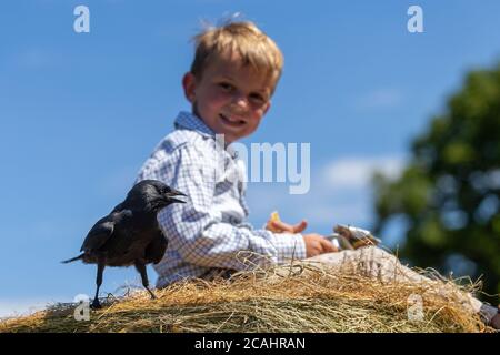 Garçon de 4 ans avec un animal de compagnie Jackdaw Bird, Royaume-Uni Banque D'Images