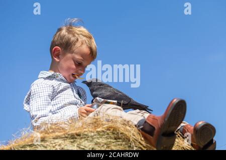 Garçon de 4 ans avec un animal de compagnie Jackdaw Bird, Royaume-Uni Banque D'Images