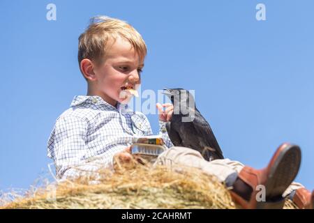 Garçon de 4 ans avec un animal de compagnie Jackdaw Bird, Royaume-Uni Banque D'Images