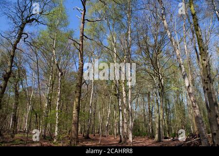 Bouleau argenté dans une forêt de Norfolk, Royaume-Uni Banque D'Images
