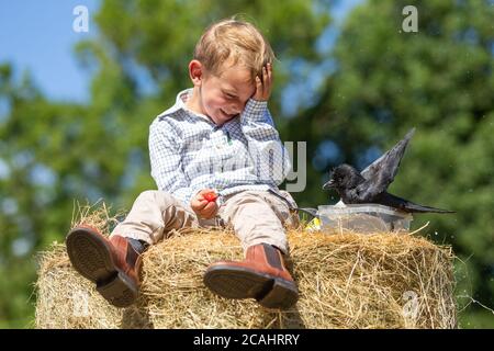 Garçon de 4 ans avec un animal de compagnie Jackdaw Bird, Royaume-Uni Banque D'Images