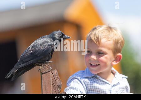 Garçon de 4 ans avec un animal de compagnie Jackdaw Bird, Royaume-Uni Banque D'Images