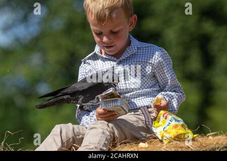 Garçon de 4 ans avec un animal de compagnie Jackdaw Bird, Royaume-Uni Banque D'Images