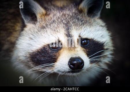 Montréal,Québec,Canada,le 25 juillet 2020.gros plan du visage d'un raton laveur.crédit:Mario Beauregard/Alamy News Banque D'Images