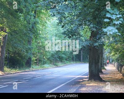 Matin d'été sur Rivelin Valley Road à Sheffield, une rue bordée d'arbres route avec des tilleuls matures et le soleil filtrant à travers et une personne qui marche à distance Banque D'Images
