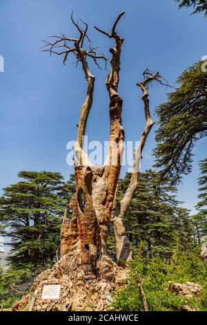 La place de la Trinité de la forêt des Cèdres Banque D'Images