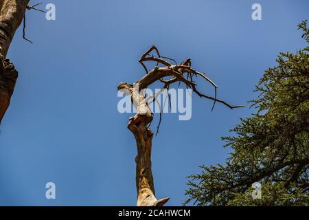 La place de la Trinité de la forêt des Cèdres Banque D'Images