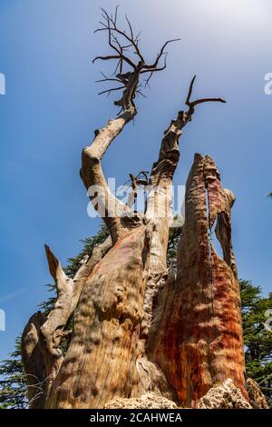 La place de la Trinité de la forêt des Cèdres Banque D'Images