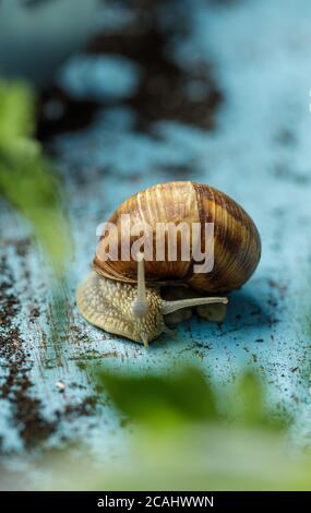 Escargot dans le jardin sur un bois peint bleu clair plaque Banque D'Images