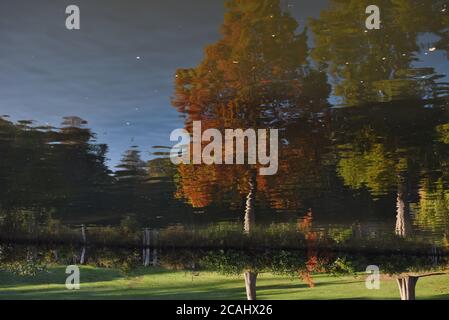 Un arbre se reflète dans la Tamise Photographie automnale prise près de Cliveden Banque D'Images