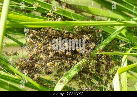 L'araignée radeau (Dolomedes fimbriatus) niche avec beaucoup d'épiderlings dans la bande de nursey dans les roseaux de flanc de ponte sur l'habitat humide de la bruyère, au Royaume-Uni Banque D'Images