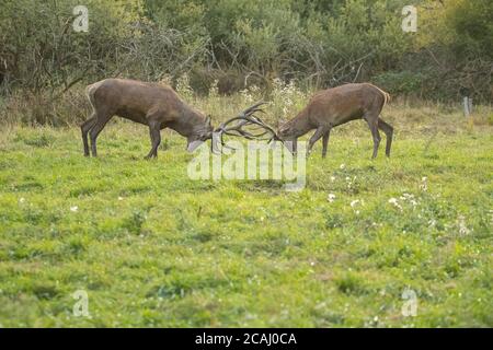 Cerf rouge dans l'habitat naturel pendant la rut de cerf Banque D'Images