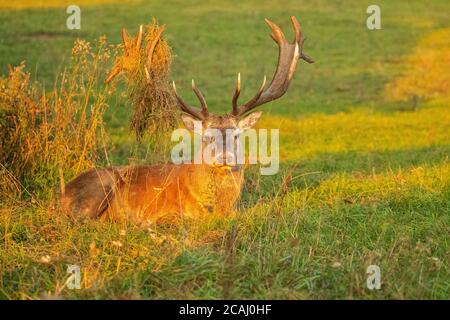 Cerf rouge dans l'habitat naturel pendant la rut de cerf Banque D'Images