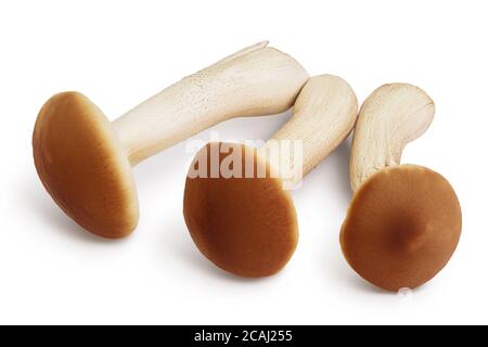 champignons miel champignons isolés sur fond blanc avec chemin de coupure et pleine profondeur de champ Banque D'Images