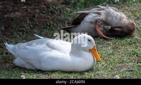 Un canard blanc avec une note d'orange vif repose dans l'herbe verte à côté d'un canard brun endormi. Banque D'Images