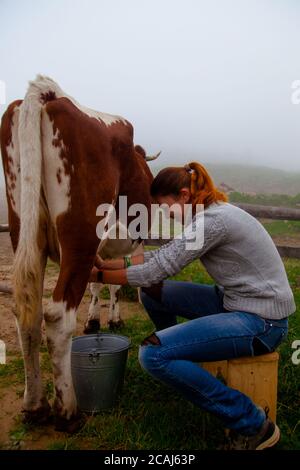 la fille obtient du lait naturel - laite une vache dans une ferme dans les montagnes carpathes Banque D'Images