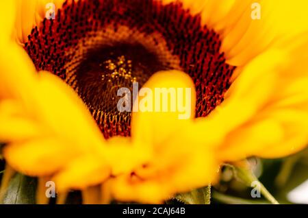 Tournesol abstrait avec le centre en gros plan Banque D'Images