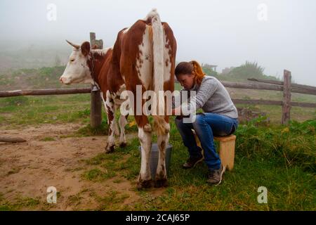 la fille obtient du lait naturel - laite une vache dans une ferme dans les montagnes carpathes Banque D'Images