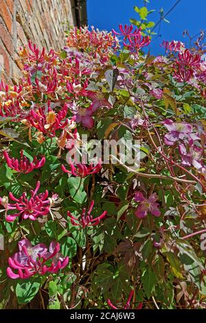 Porte d'entrée et porche d'un cottage anglais en été. Couvert de Honeysuckle et Clematis Banque D'Images