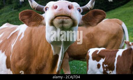 Bétail dans un pâturage de montagne alpine. Les vaches nourries par l'herbe sont riches en acides gras oméga-3. Banque D'Images