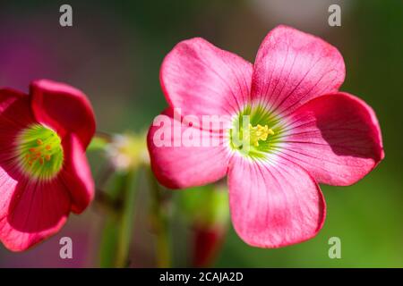 Les fleurs d'une 'Croix de fer' Oxalis tétraphylla Banque D'Images