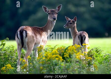 Margam, pays de Galles. 7 août 2020. Deux faons de cerf photographiés lors d'un après-midi ensoleillé au parc Margam, dans le sud du pays de Galles. Les dossiers montrent que les cerfs vivent sur le terrain du parc depuis Norman Times et qu'ils sont maintenant nombreux à en faire des centaines, mais qu'ils peuvent encore être difficiles à repérer et qu'il est immense. Crédit : Robert Melen/Alamy Live News Banque D'Images