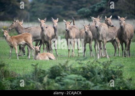 Margam, pays de Galles. 7 août 2020. Un troupeau de cerfs attire l'attention au parc Margam, dans le sud du pays de Galles. Les dossiers montrent que les cerfs vivent sur le terrain du parc depuis Norman Times et qu'ils sont maintenant nombreux à en faire des centaines, mais qu'ils peuvent encore être difficiles à repérer et qu'il est immense. Crédit : Robert Melen/Alamy Live News Banque D'Images