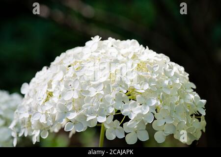 La tête de fleur d'une hortensia 'Annabelle' Banque D'Images