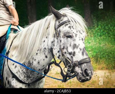 mignon poney blanc avec des taches noires Banque D'Images